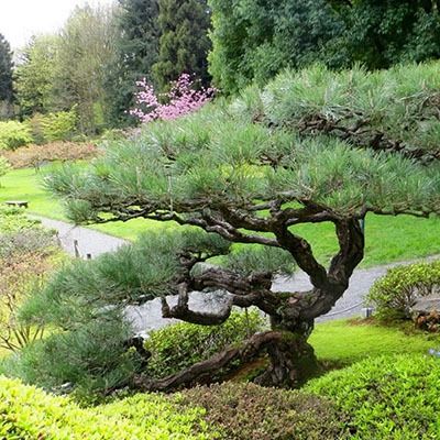 mugo pine 400px Japanese Black Pine Tree, Pinus Thunbergii, Seattle Japanese Garden, Black Pine Tree, Japanese Black Pine, Pine Garden, Japanese Garden Landscape, Zen Garden Design, Japanese Zen Garden