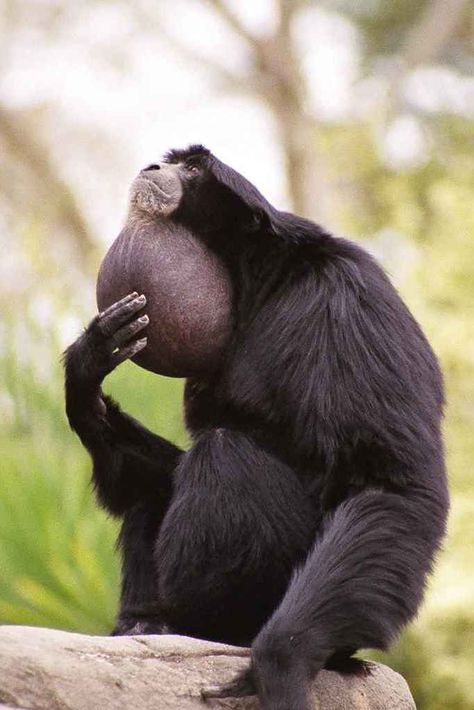 Siamang Gibbon (Symphalangus syndactylus) / Gibbon siamang / Image by knox9000 from flickr Siamang Gibbon, Gibbon Monkey, Dnd Animals, Safari Online, Pine Marten, Ape Monkey, Great Ape, Human Reference, Baboon