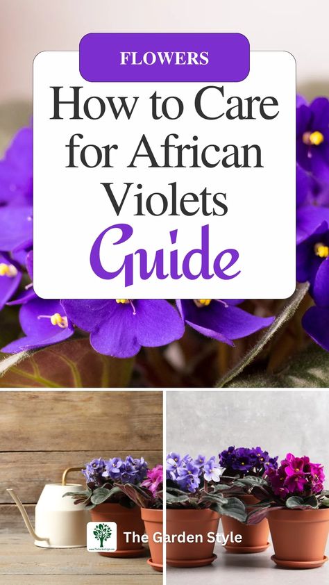 How to Care for African Violets: A Comprehensive Guide - 2024 The Garden Style African Violet Care, Gardening Guide, Violet Plant, Best Indoor Plants, Low Light Plants, African Violet, Indoor Gardening, Room With Plants, African Violets