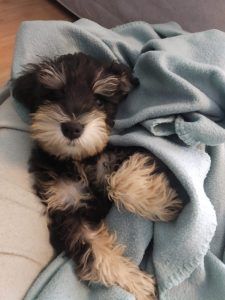 Best Puppy Food, Schnauzer Mix, Best Puppies, Cool Dog Beds, Family Dog, Dog Brushing, Best Dog Food, Interactive Dog Toys, Miniature Schnauzer