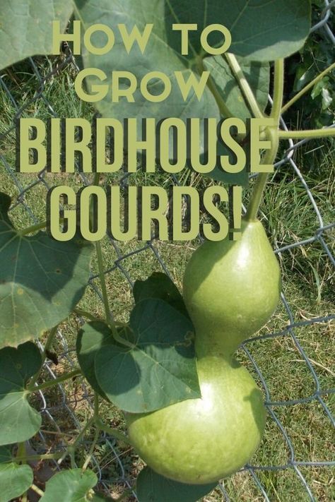 It's easy to grow birdhouse gourds and make your own birdhouses from them. All you need is a little patch of dirt and some birdhouse gourd seeds. Ideas for painted birdhouses. How to grow, what kind of trellis, how to dry, how to paint and much more. #gourds #birdhousegourds What To Do With Gourds Ideas, Planting Gourd Seeds, Ideas For Gourds, Growing Birdhouse Gourds, How To Dry Gourds For Birdhouses, Growing Gourds Trellis, Gourd Trellis Ideas, How To Grow Gourds, Drying Gourds Diy