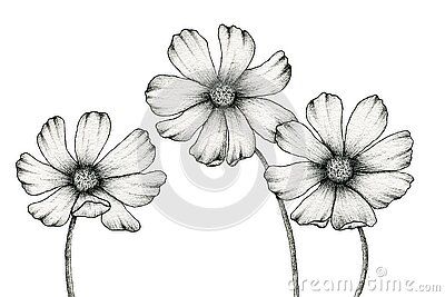 Cosmos Flowers Drawing, Realistic Flower Drawing, Ink Line Art, Flower Line Drawing, Tree Drawings Pencil, Beautiful Flower Drawings, Flower Line Drawings, Line Art Illustration, Flowers Drawing