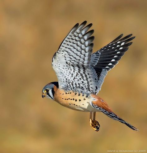 Kestrel Falcon, Raptor Bird Of Prey, David Hemmings, Raptors Bird, American Kestrel, Birds In The Sky, Jay Bird, Kestrel, Airbrush Art