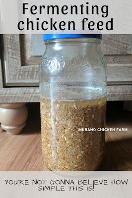 Chicken Feed Mix, Chicken Feed Recipe, Natural Chicken Feed, Chicken Feed Diy, Homemade Chicken Feed, Fermenting Chicken Feed, Pet Food Recipes, Chicken Pets, What Can Chickens Eat