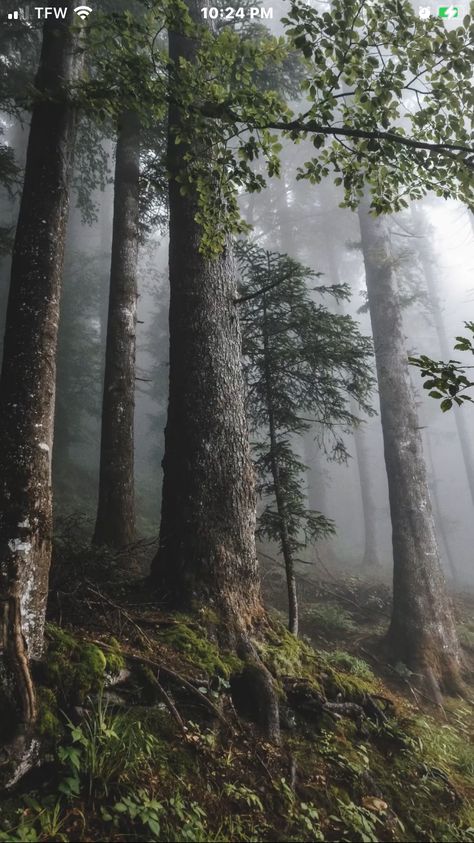 Dark Naturalism, Dark Black Wallpaper, Woods Photography, Forest Background, Mystical Forest, Misty Forest, Composition Photography, Forest Photography, Walk In The Woods