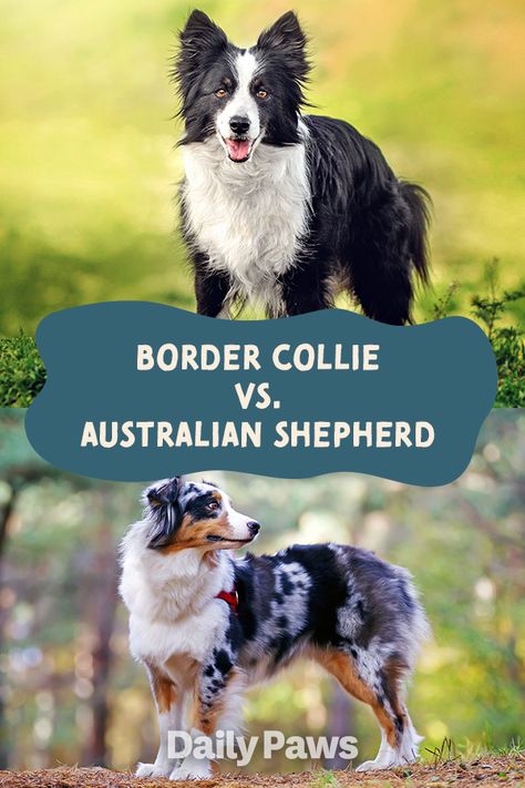 Which Super Smart Pup Is Right for Your Family? The Border Collie and the Australian Shepherd are top choices for active people who delight in experiencing all the fabulousness their dogs have to offer. Learn the differences and similarities between these two dog breeds. #breeds #petbreeds #breedroundup #catbreeds #kittenbreeds #dogbreeds #bestcatbreeds #bestdogbreeds #bordercollie #australianshepherd Australian Shepherd Border Collie, Aussie Border Collie Mix Dogs, Australian Shepherd Colors, Border Collie Mixed With Australian Shepherd, Service Dog Border Collie, Australian Shepherd Border Collie Cross, Best Cat Breeds, Kitten Breeds, Border Collie Mix