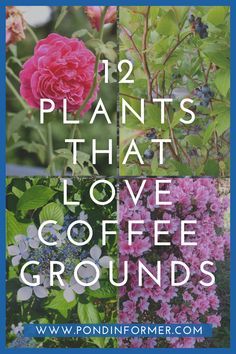 Coffee Grounds Garden, Coffee Grounds For Plants, Gemüseanbau In Kübeln, Garden Remedies, Plant Benefits, Summer Mantle, Plant Care Houseplant, Garden Wallpaper, Growing Plants Indoors