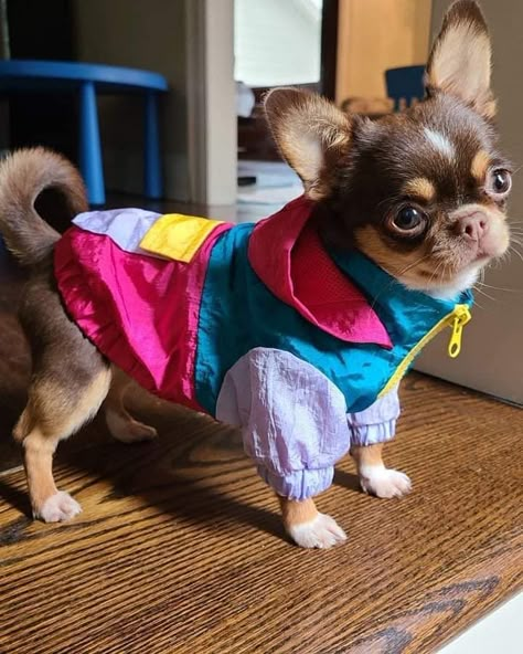 Dog Park Outfit, Soccer In The Rain, Small Dog Outfits, Cute Dog Outfits, Dogs In Clothes, Puppy Outfits, Pet Outfits, Pet Clothes Patterns, Animal Clothes