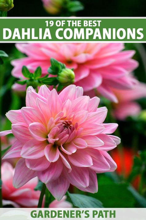 Brightly colored flowering dahlias are showstoppers in the midsummer to fall landscape. Whether you create meandering borders or fill foundation beds, they are sure to be noticed. Read on for 19 exceptional flowering plants that grow well with dahlias now on Gardener’s Path. #dahlia #plantcompanions #gardenerspath Landscaping With Dahlias, Dahlia Flower Beds Gardens, Dahlia In Containers, Dahlia Planting Ideas, Dahlia Flower Garden Landscapes, Dahlias In Garden, How To Care For Dahlias, Dahlia Bed Ideas, Dahlia Container Ideas