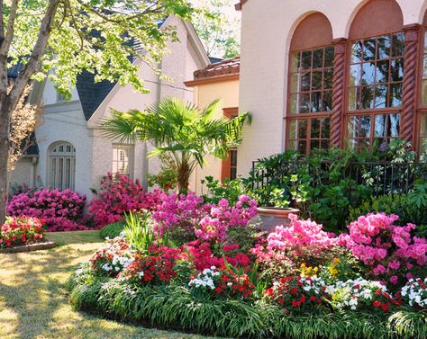 Texas Flower Bed, Azaleas Landscaping, Backyard Flower Beds, Texas Gardens, Backyard Flowers Beds, Texas Landscaping, Azalea Bush, Bbq Festival, Azaleas Garden