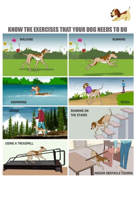 Dog Exercise Ideas, Dog Brand, Dog Leg, Dog Needs, Exercise Ideas, Dog Health Tips, Notes Ideas, Dog Things, Dog Exercise