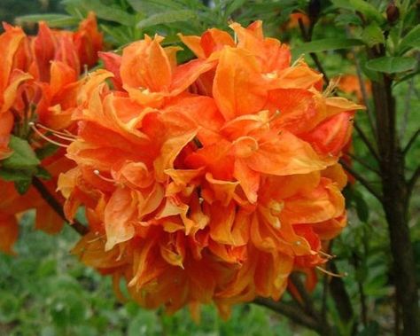 Gibraltar Orange Deciduous Azalea - Live Plant - Starter Plug (LG) Flower Azalea, Flowering Quince, Flower Bush, Seeds Color, Flowering Bushes, Evergreen Garden, Diy Garden Fountains, Planting Shrubs, Flower Landscape