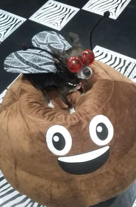 Chihuahua Costumes Halloween, Chihuahua Halloween Costumes, Chihuahua Costumes, Funny Pet Costumes, Dog Halloween Costume, Animal Halloween Costumes, Really Cute Puppies, Pet Halloween Costumes, Cute Rats