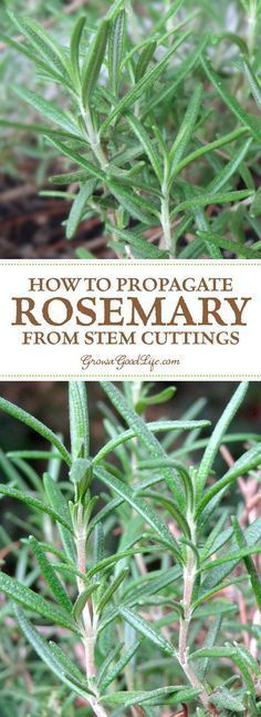 Rosemary Cuttings, How To Propagate Rosemary, Growing Rosemary Indoors, How To Grow Rosemary, Propagate Rosemary, Grow Rosemary, Rosemary Plants, Plants From Seeds, Growing Rosemary