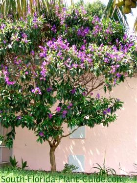 Tibouchina Tree- I want to plant this in the front by the house! $34.99  The purple glory tree is one of the best flowering trees in South Florida, blooming for most of the year. This Brazilian native does not get very big in Florida, growing more like a large shrub and reaching an average of 15′ tall with a spread of about 10′. Large, royal purple blossoms, flaring open to 2-3″ wide Tibouchina Tree, Princess Tree, Purple Flowering Tree, Tools Tattoo, Florida Trees, Small Flowering Plants, Florida Flowers, Trees For Front Yard, Florida Landscape