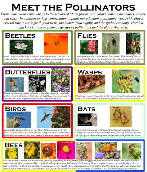 Meet the Pollinators Pollinator Lessons For Kids, Pollinators For Kids, Pollinator Activities For Kids, Pollinator Activities, Pollinators Poster, Insects For Kids, Green Roof Design, Preschool Garden, Forest School Activities