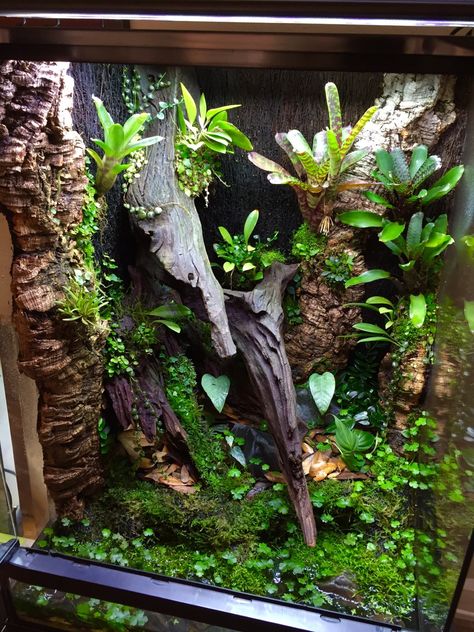 Click the image to open in full size. Crested Gecko Vivarium, Crested Gecko Habitat, Dart Frog Vivarium, Gecko Vivarium, Tarantula Enclosure, Chameleon Cage, Bioactive Vivarium, Gecko Habitat, Snake Terrarium