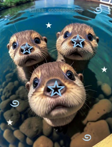 Sea Otters Cute, Cute Otter Drawing, Silly Animal Pictures, Otters Cute, Cute Ferrets, Sea Otters, Cute Small Animals, Cute Animals Puppies, The Promised Neverland