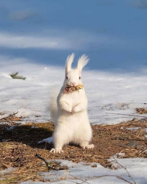 White Squirrel, Albino Animals, Caption This, Red Squirrel, Nature Conservation, Wildlife Animals, Animals Of The World, Animal Quotes, Sweet Animals