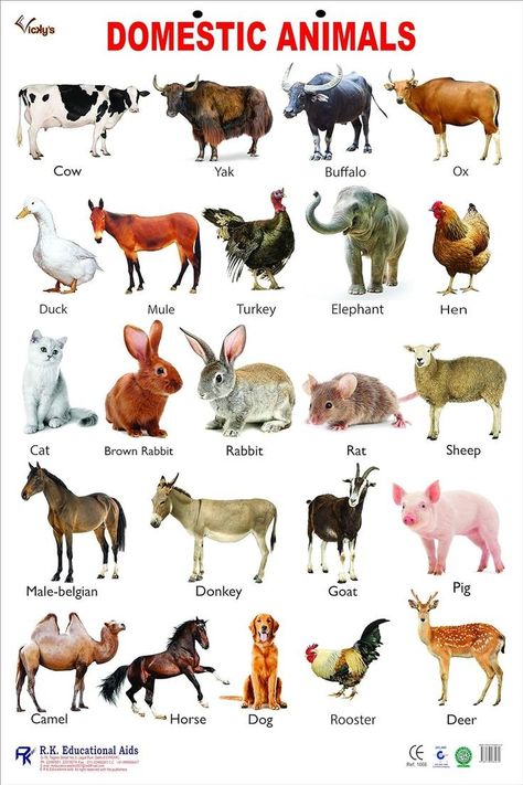 List Of Farm Animals, Masculine And Feminine Gender, Gender Of Animals, Animals Name With Picture, Animals List, Animals Name, Glowing Skin Secrets, Skincare Recipes, Draw Reference