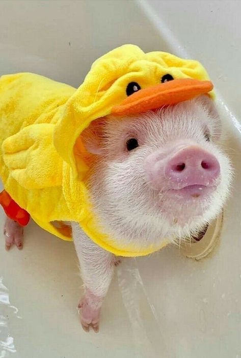 Teacup Pig, Micro Pigs, Cute Piglets, Fluffy Cows, Funny Pigs, Mini Pigs, Cute Piggies