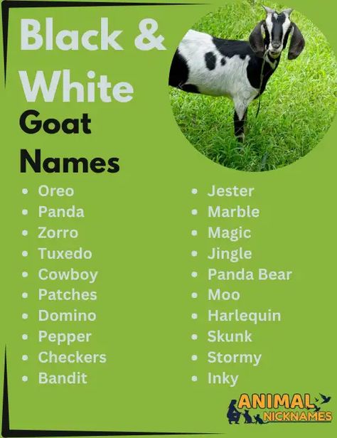 Black and White Goat Names Animal Nicknames, Goat Names, Regal Names, Small Goat, White Goat, Female Goat, Feminine Names, Traditional Names, Raising Goats