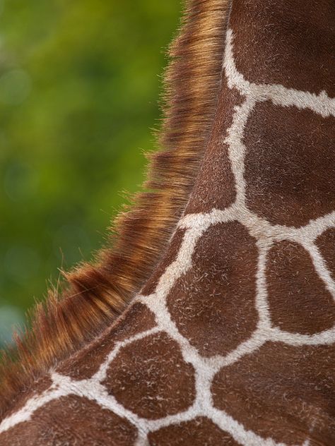 Giraffe Neck, Giraffe Art, Giraffe Print, Boutique Chic, Animal Skin, Giraffes, Patterns In Nature, Zebras, Planet Earth