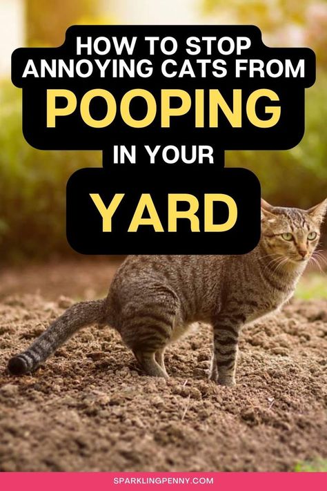 cat pooping on a flower bed - pin is about how to deter cats from  pooping in your yard Whiten Your Teeth, Simple Tricks, No Time, Penny, Essential Oils, Yard, Plants