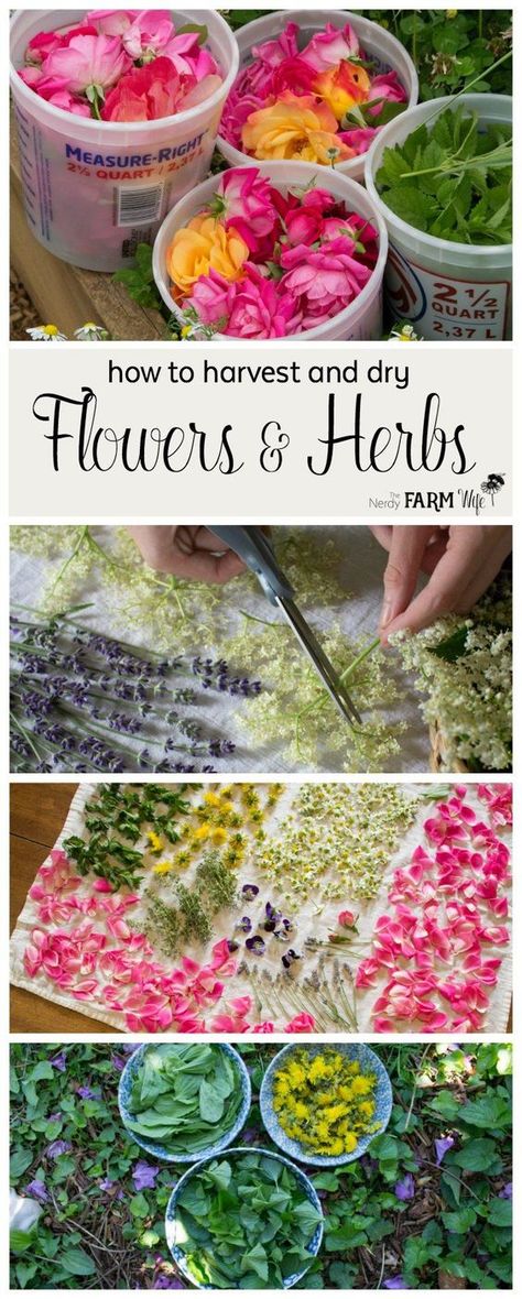 Learn how to easily harvest and dry flowers and herbs from your garden. (No fancy equipment needed!) Also included is a list of my favorite common flowers and herbs along with ideas for using them! Common Flowers, Herb Farm, Aquaponics System, Dry Flowers, Tea Garden, Healing Herbs, Growing Herbs, Flowers Garden, Edible Flowers