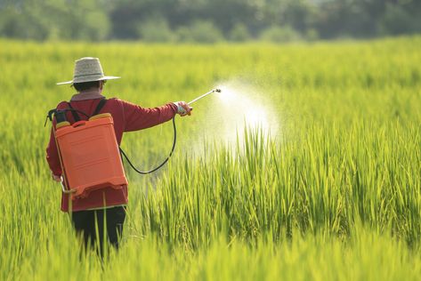 A women farmer spraying pesticide on rice green field Farming Photo, Women Farmer, Pranks Pictures, Boyfriend Pranks, Crop Farming, Female Farmer, Boyfriend Pranks Pictures, Green Field, Pest Management