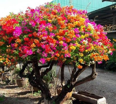 Bougainvillea for sale : Bougainvillea grafted 3 color Bougainvillea Colors, Container Gardening Shade, Colorful Landscaping, Bougainvillea Tree, Bougainvillea Flower, Unique Trees, Bonsai Garden, Garden Landscape Design, Bougainvillea