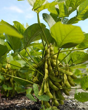 Butterbean Edamame  For a continuous harvest, new rows are sown every three to four weeks. If you can walk comfortably in a garden barefoot, it's a sure sign that the soil is warm enough for summer crops like beans. Summer Crops, Fall Container Gardens, Crop Rotation, Gorgeous Flowers, Garden Guide, Soil Improvement, Growing Seeds, Little Garden, Veggie Garden