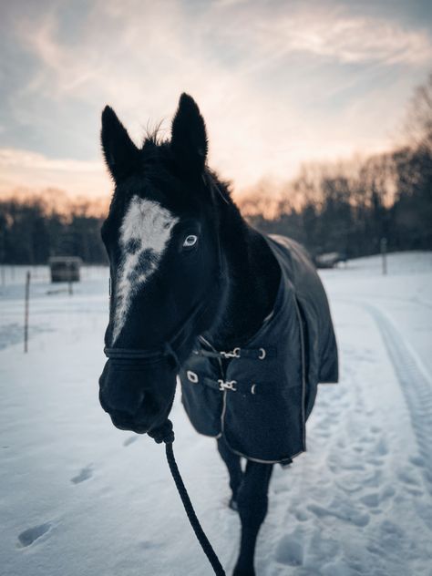 Black Horse With Blue Eyes, Blue Eyed Horse, Blue Horse Aesthetic, Horse With Blue Eyes, Blue Roan Horse, Canadian Horse, Horse Breeder, Winter Horse, Horse Riding Equestrian