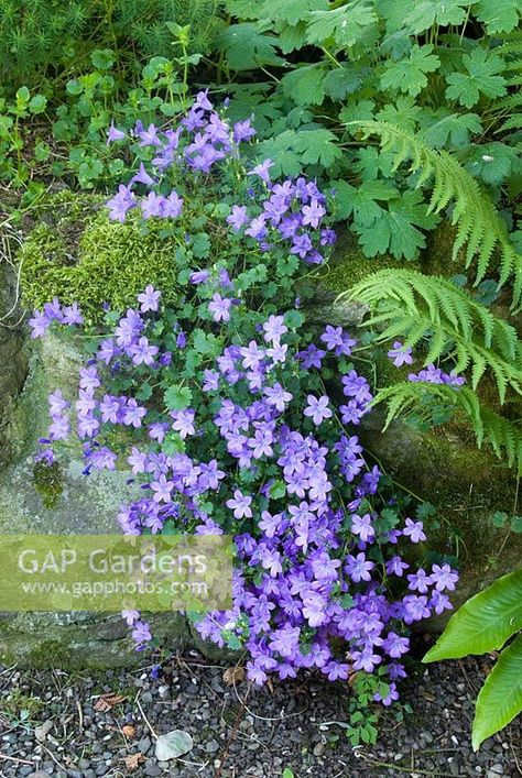 Campanula portenschlagiana trailing down shaded rockery with Geranium and fern Campanula Portenschlagiana, Fern Images, Plants For Raised Beds, Plant Photography, Summer Colors, Geraniums, Fern, Garden Plants, Gap