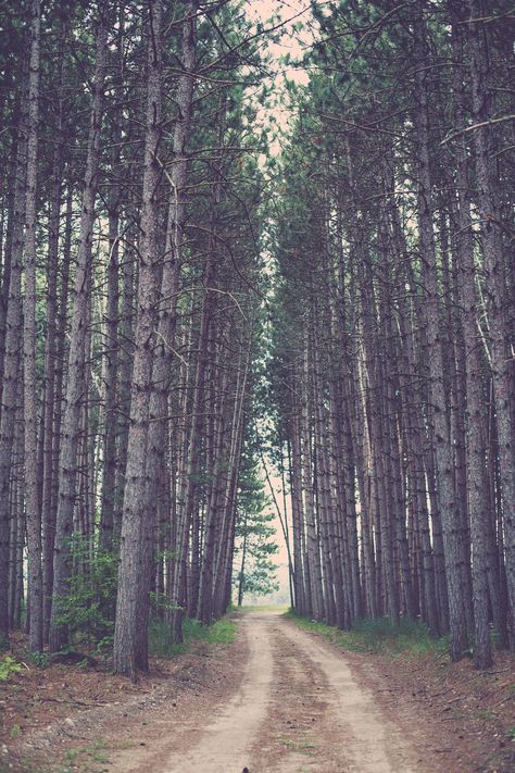 Northern Michigan. Those tall pine trees really speak to me 🌲 Northern Pine Tree, Screw Pine Tree, Pine Tree Varieties, Long Needle Pine Tree, Tall Pine Trees, Snowey Pine Trees, Michigan Tunnel Of Trees, The Way I Am, Speak To Me