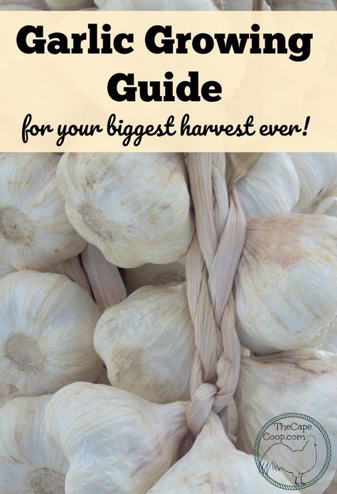 Whether you are a beginner or seasoned gardener, garlic needs to find a place in your yard!  Garlic is one of the easiest crops to grow, stores wonderfully all winter long, and is so versatile in the kitchen you can never have too much! Garlic Growing Guide Garlic Growing, Garlic Garden, Lasagna Gardening, Vegetable Garden Tips, Organic Pesticide, Growing Garlic, Organic Vegetable Garden, Survival Gardening, Square Foot Gardening