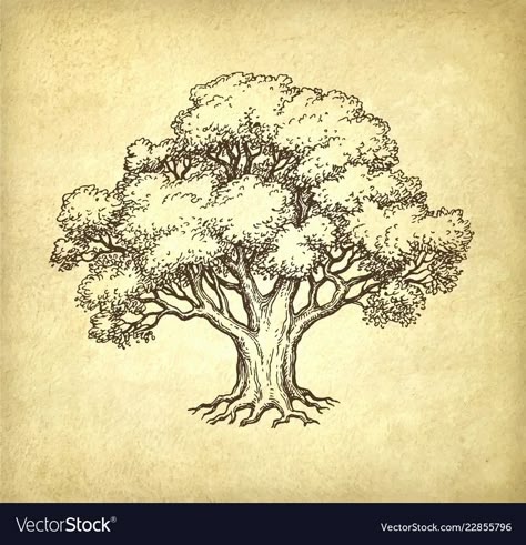 Family Tree Background, Oak Tree Drawings, Tree Drawing Simple, Oak Tree Tattoo, Tree Drawings, How To Draw Realistic, Draw Realistic, Old Paper Background, Tree Sketches