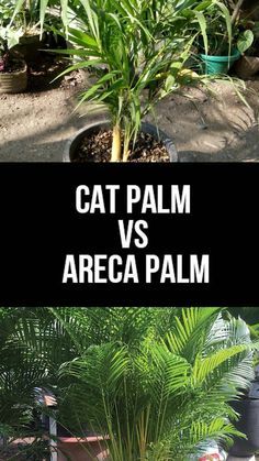 Palm Plant Care, Palm Tree Care, Hammock Area, Cat Palm, Palm House Plants, Bamboo Palm, Front Yard Decor, Travellers Palm, Palm Garden