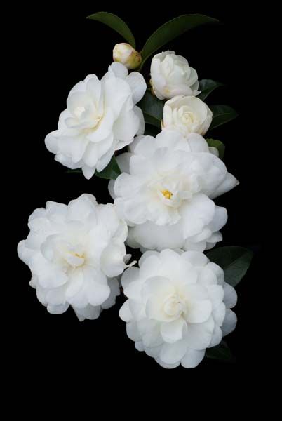 Camellia Susanqua Slimline Avalanche 7-10 feet tall and 3-6 feet wide autumn Camellia Sasanqua, White Camellia, Australian Plants, Long Flowers, Green Things, Moon Garden, Camellia Flower, Top Soil, White Gardens