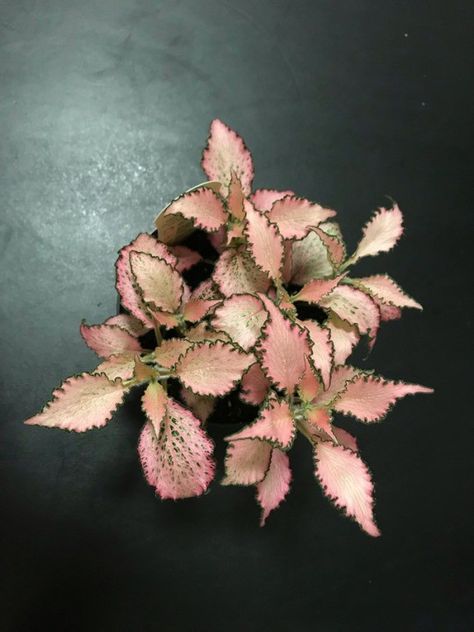 Nerve Plant, Plant Wishlist, Nerve, House Plants, Seeds, Plants, Flowers, Green, Pink