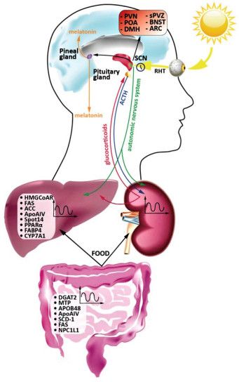 Pineal Gland Activation, Circadian Clock, Lipid Metabolism, Biological Clock, Geomagnetic Storm, Weather Predictions, Have A Happy Holiday, Pituitary Gland, Tarot Guide