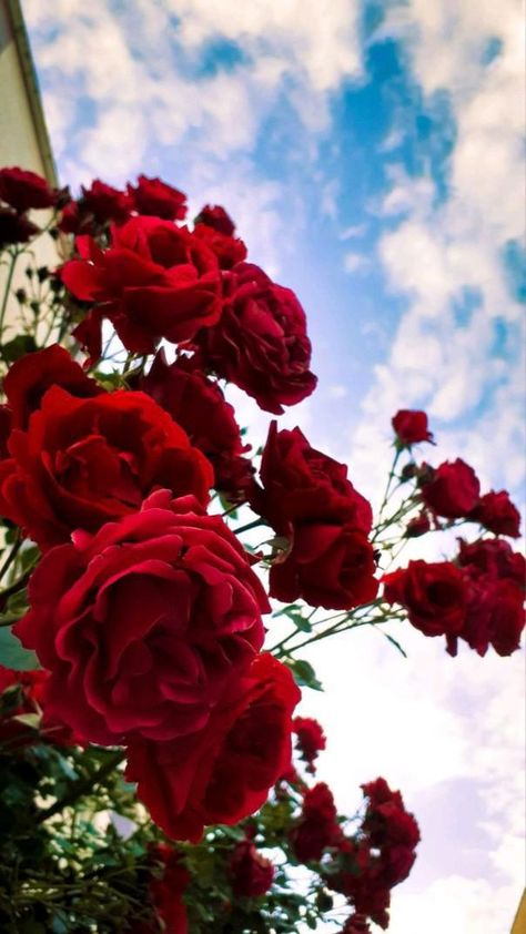 Red Rose Flower Aesthetic, Rose Flower Aesthetic Red, Flower Wallpaper Red, Aesthetic Rose Wallpaper, Rose Flower Aesthetic, Red Rose Aesthetic, Red Flowers Wallpaper, Red Roses Aesthetic, Red Rose Wallpaper