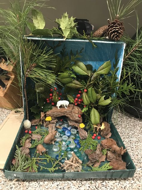 Shoe box coniferous forest school project Animal Science Projects, Ecosystems Diorama, Diaroma Ideas, Shoe Box Diorama, Biomes Project, Diorama Kids, Frog Habitat, Ecosystems Projects, Frog Activities