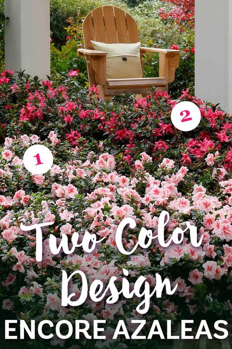 The 1-2-3 Approach to Color | Encore Azalea  Two-color gardening involves using two different, but complementary, colors. It can be a great way to make small garden areas look larger or make a striking statement in the garden landscape as the colors play off one another. Read more... Azalea Landscaping Ideas, Encore Azaleas Landscaping Front Yards, Low Maintenance Flower Garden, Spring Landscaping Ideas, Azalea Care, Pruning Azaleas, Azaleas Landscaping, Azaleas Care, Small Courtyard Ideas