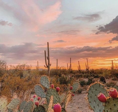 Desert Aesthetic, In The Desert, The Desert, Cactus Plants, Arizona, Cactus, I Hope, Sun, Plants