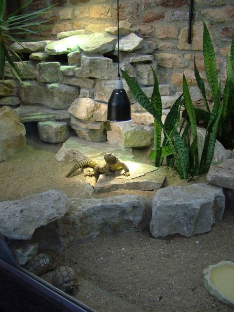 Egyptian uromastyx and Egyptian tortoises Uromastyx Lizard, Diy Bearded Dragon Enclosure, Lizard Cage, Iguana Cage, Bearded Dragon Terrarium, Tortoise Enclosure, Tortoise Habitat, Reptile House, Reptile Room