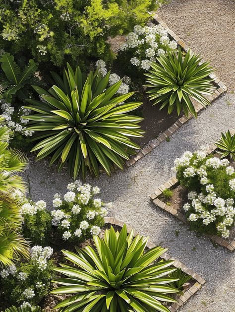 Cactus Landscaping: Star-Shaped Agave Plants in a Gravel Garden Agave Landscaping Ideas, Feature Plants Front Yards, Metal Agave Plant Landscaping, Dessert Plants Landscaping, Large Landscape Ideas, White Rock Landscape, Yucca Landscaping, Agave Garden Design, Agave Party