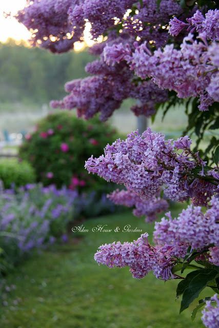 A Misty Morn in the Garden نباتات منزلية, Lilac Bushes, House Gardens, Garden Shrubs, Dream Garden, Love Flowers, Preston, Cottage Garden, Pretty Flowers