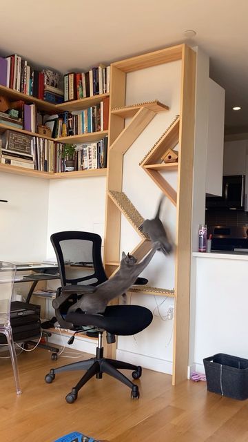 House Cat Ideas, Office Cat Room, Cat Ceiling Furniture, Cat Interior Design, Stairs For Cats, Cat Ideas For Home, Diy Cat Furniture, Minimalistic Cat Tree, Modular Cat Furniture