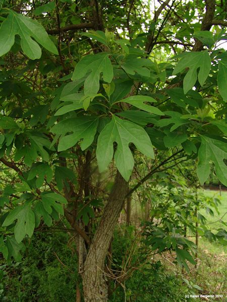 sassafras tree Sassafras albidum picture root used as herbal tonic Herbal Tea For Colds, School Courtyard, Sassafras Tree, Odd Plants, Herb Uses, Tea For Colds, Heart Stones, Herbal Tonic, Wild Herbs